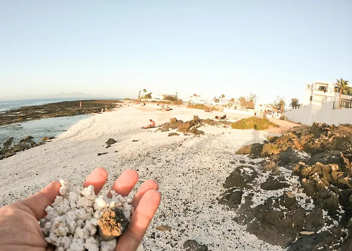 Drago 1 Atlantic Garden